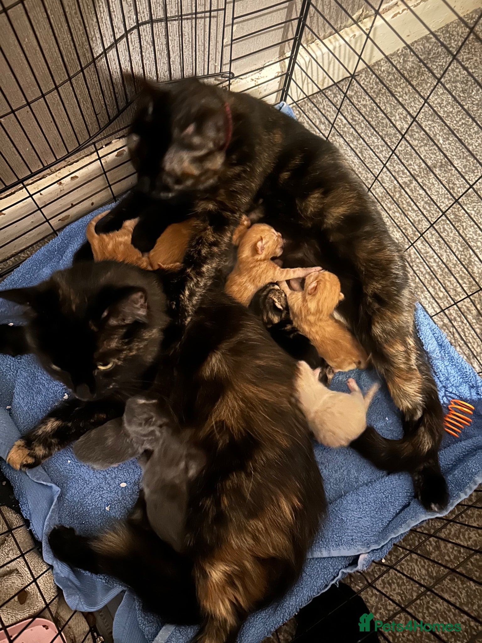 Mixed Breed cats 7 beautiful kittens for sale  - Advert 8