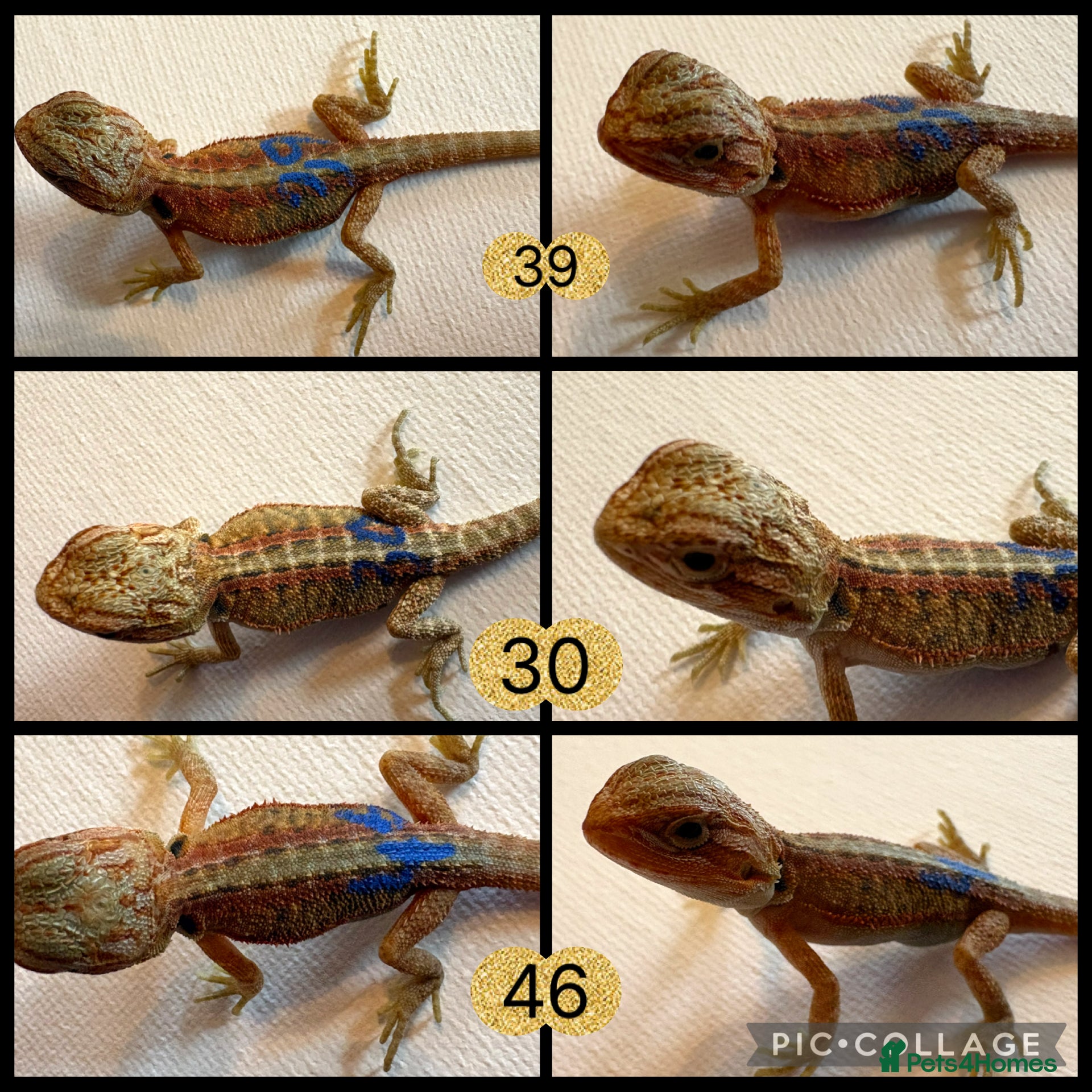 Bearded Dragon reptiles for sale: Stunning baby bearded dragons - Advert 5