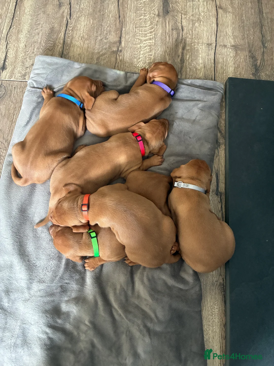 Hungarian Vizsla dogs for sale: Gwens puppies 🐾 - Advert 12