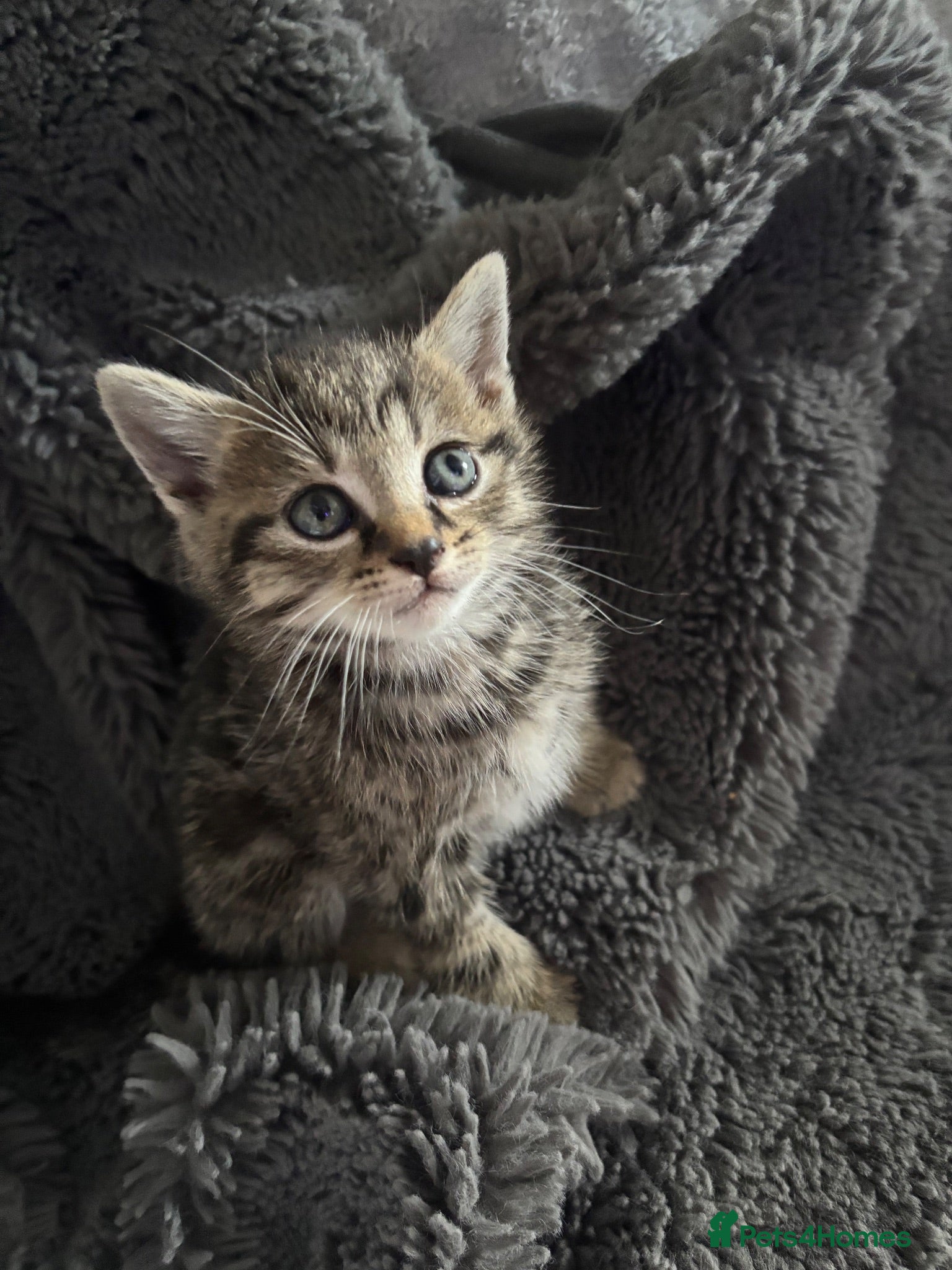 Mixed Breed cats Baby kittens for sale  - Advert 2