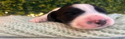 Sprocker dogs for sale: 5 * Breeder Health-Tested F1b Sprocker Puppies - Advert 22