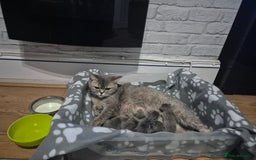 British Shorthair cats for sale: British short-hair kittens - Image 3