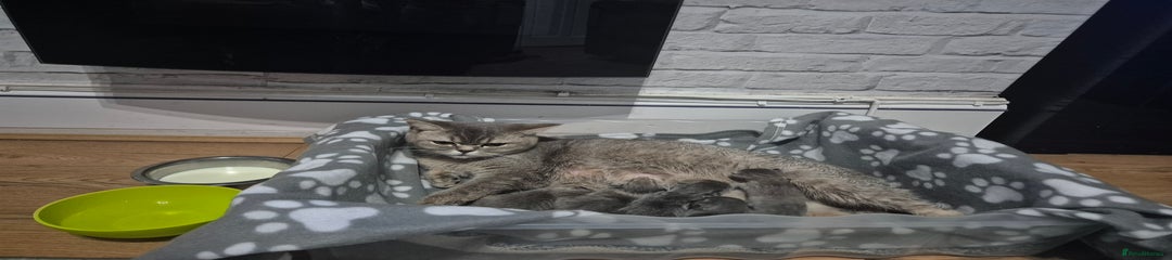 British Shorthair Kitten 4