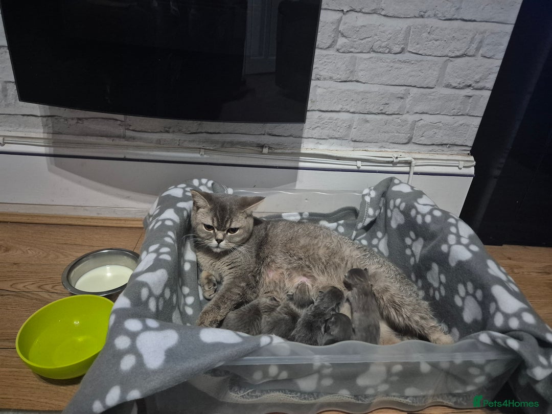 British Shorthair cats for sale: British short-hair kittens - Image 3