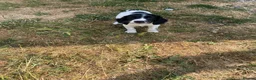 English Springer Spaniel dogs for sale: Exciting Prospects in Ashbourne - Advert 7