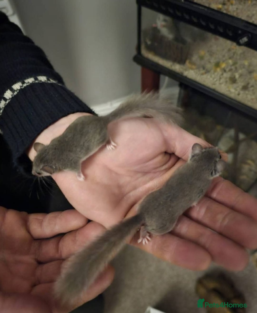 Mouse rodents for sale: 2 African pygmy Dormice  - Advert 1