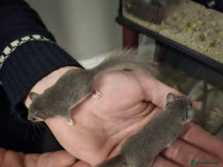 Mouse rodents 2 African pygmy Dormice - Advert 1