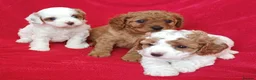 Cavapoo dogs for sale: All puppies reserved. - Advert 30