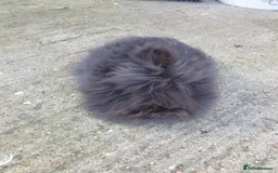 Lionhead rabbits for sale: Doublemane Lionhead - Image 6