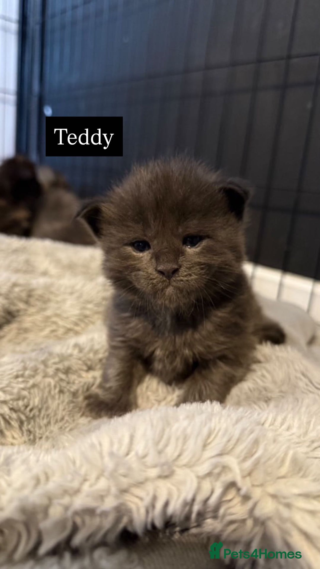 Maine Coon cats for sale: Adorable Maine coon kittens for sale  - Advert 15