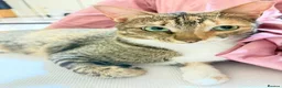 Arabian Mau cats for adoption: Mila is available for adoption  - Advert 12