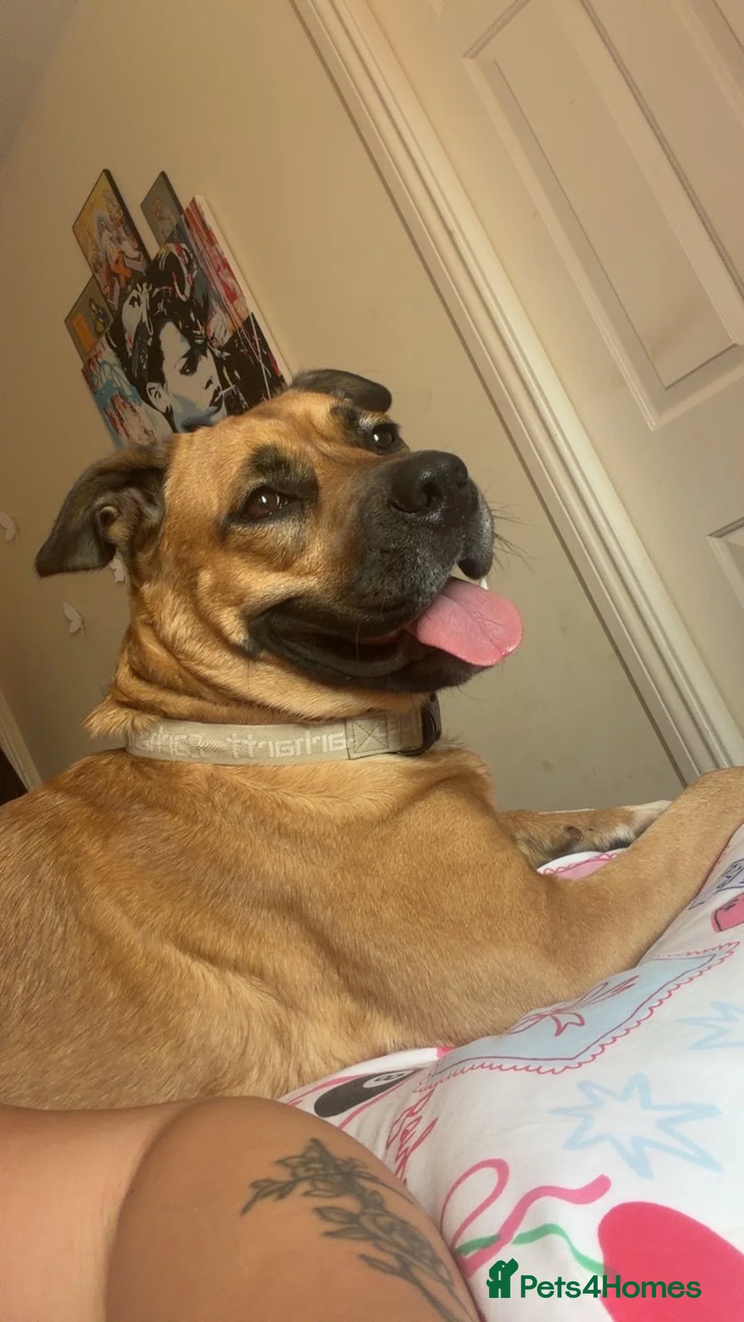 Mixed Breed dogs for sale: Dog for adoption  - Advert 2
