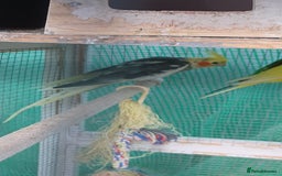 Cockatiels birds for sale: 3 cocketiels for sale - Image 3