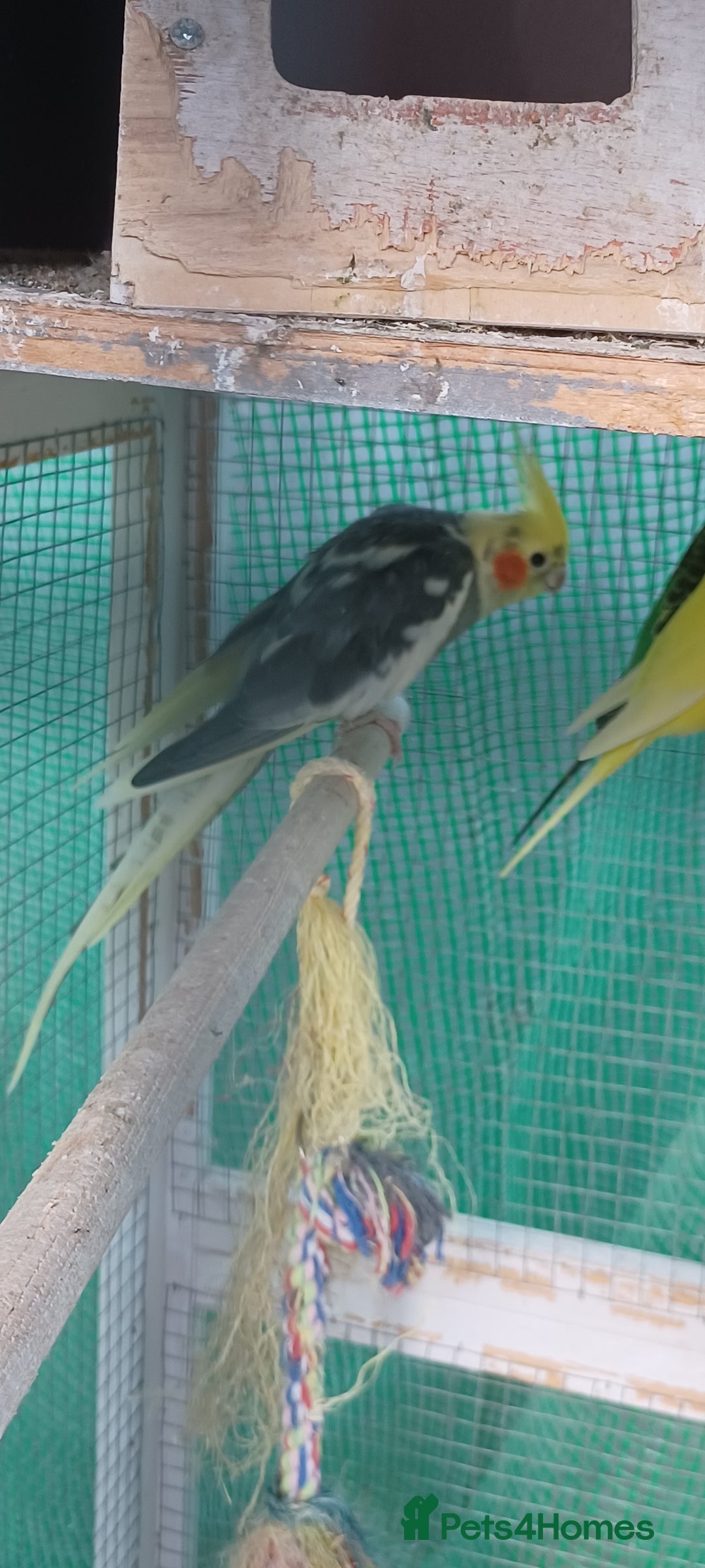 Cockatiels birds for sale: 3 cocketiels for sale - Image 3