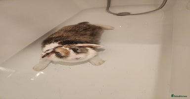 Lionhead rabbits Beautiful 😍 Lionhead girl - Advert 9