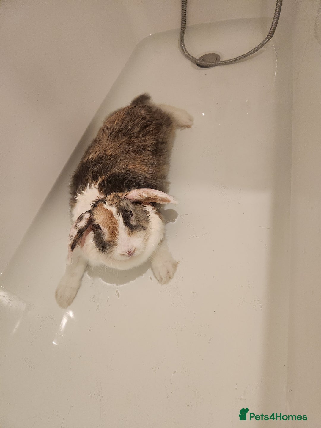 Lionhead rabbits for sale: Beautiful 😍 Lionhead girl - Advert 3