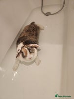 Lionhead rabbits Beautiful 😍 Lionhead girl - Advert 6