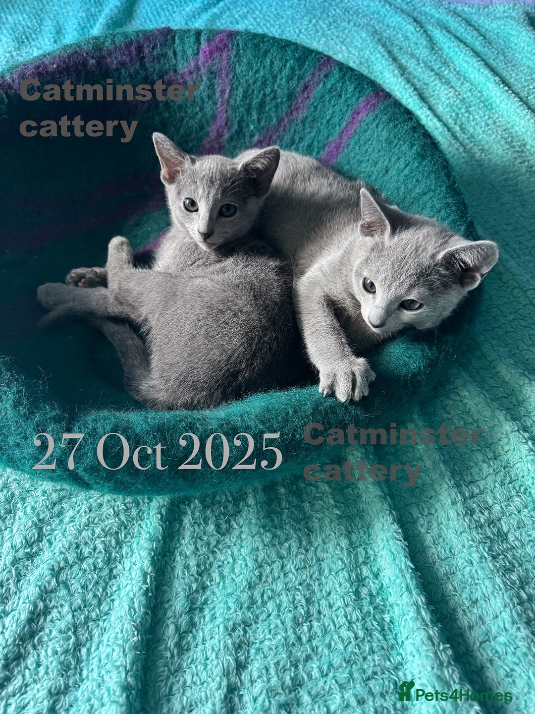 Russian Blue cats for sale: Exquisite Purebred Russian Blue Kittens 🐾 - Advert 5