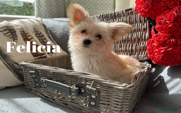 Yorkshire Terrier dogs for sale: Adorable Golddust Yorkshire Terrier Puppies - Image 29