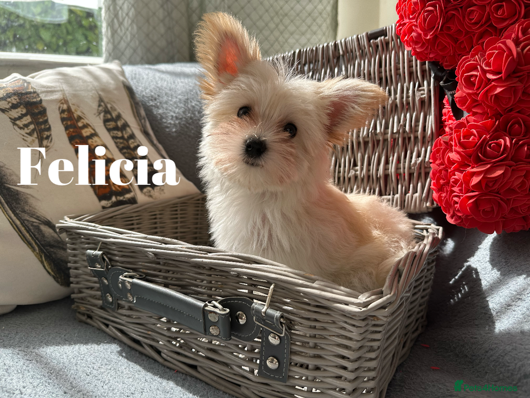 Yorkshire Terrier dogs for sale: Adorable Golddust Yorkshire Terrier Puppies - Image 29