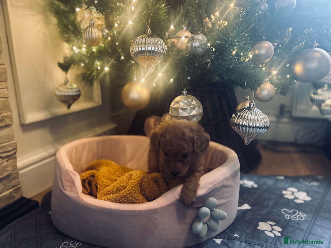 Cockapoo dogs for sale: Cockapoos ready 22.11 1 boy and 2 girls left💙🩷🩷 - Advert 17