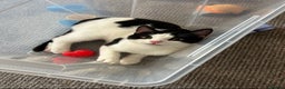 Mixed Breed cats for sale: Beautiful 1 year old girl Luna  - Advert 2