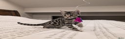 Bengal cats for sale: 🖤🤎 Gorgeous Bengal Kittens 🤎🖤 - Advert 16