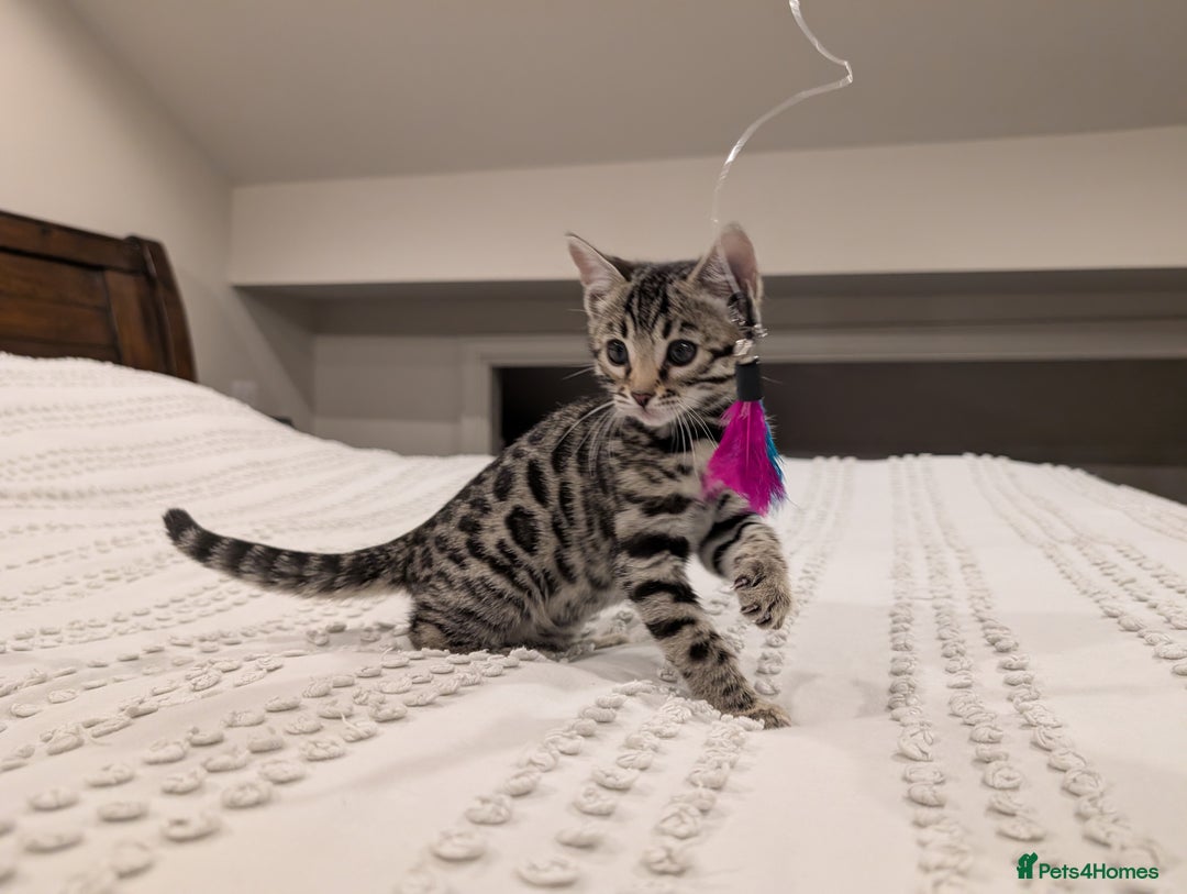 Bengal cats for sale: 🖤🤎 Gorgeous Bengal Kittens 🤎🖤 - Advert 16