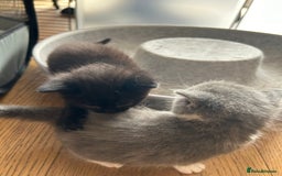 Maine Coon cats for sale: Maine coon cross kittens  - Image 20