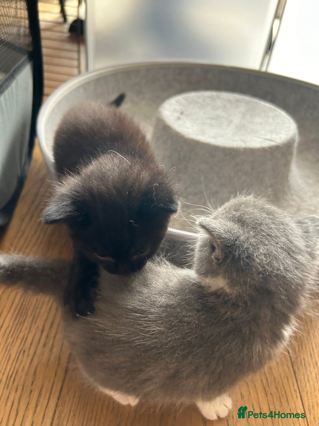 Maine Coon cats for sale: Maine coon cross kittens  - Image 20