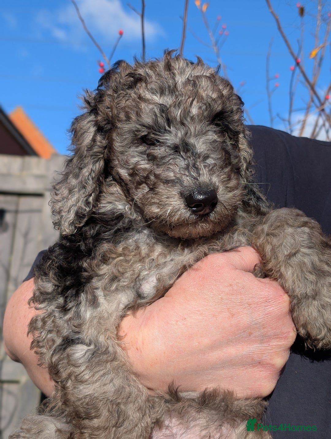 Australian Labradoodle dogs for sale: Ready Now !  Miniature Australian Labradoodles - Image 23