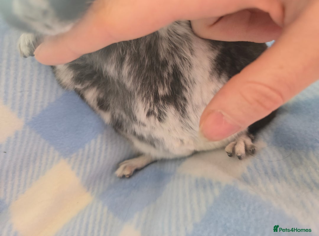 Chinchilla rodents for sale: Bonded mother and daughter pair - Image 21