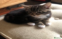 British Shorthair cats for sale: Mother & one kitten - Image 2
