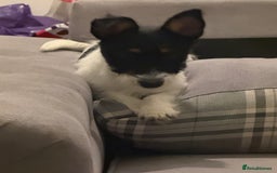 Jack Russell dogs for sale: Maxie Moo - Advert 2