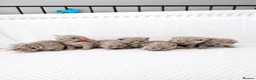 British Shorthair cats for sale: READY NOW :) beautiful female british shorthair  - Advert 19