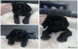 Cocker Spaniel dogs for sale: 7 beautiful cocker spaniel puppies black/brown - Advert 12
