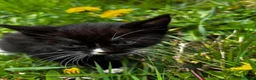 Mixed Breed cats for sale: Adorable Mixed Breed Kittens Japanese Bobtail Mum  - Advert 6