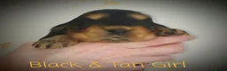 Cocker Spaniel dogs for sale: K.C Show line Cocker Spaniel puppies  - Advert 30