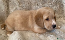 Cockerdor dogs for sale: Adorable f1 cockerdor puppies - Image 18