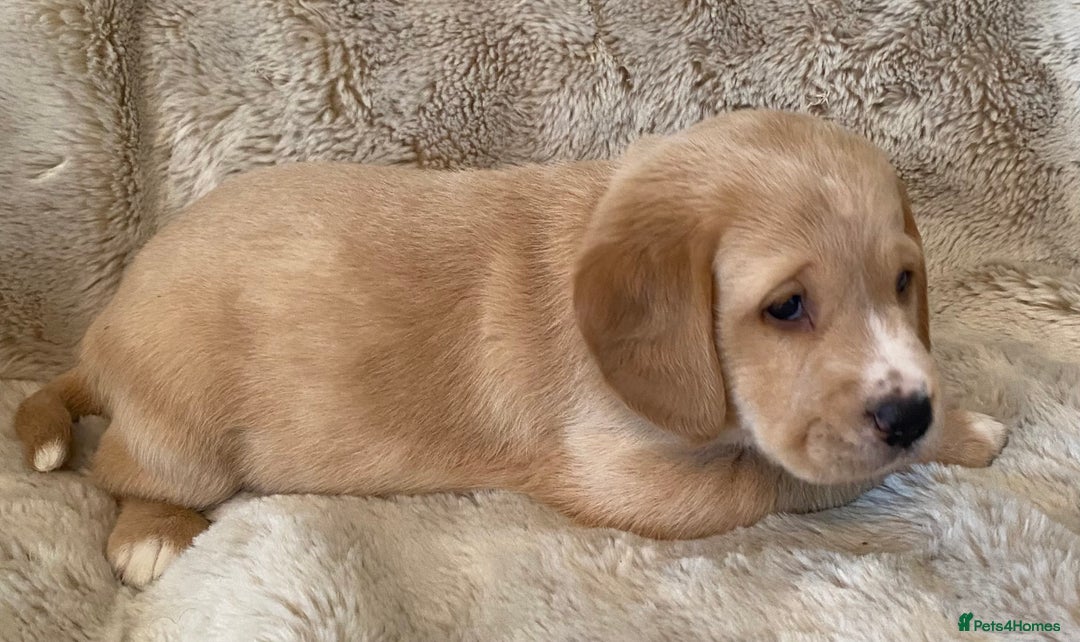 Cockerdor dogs for sale: Adorable f1 cockerdor puppies - Image 18