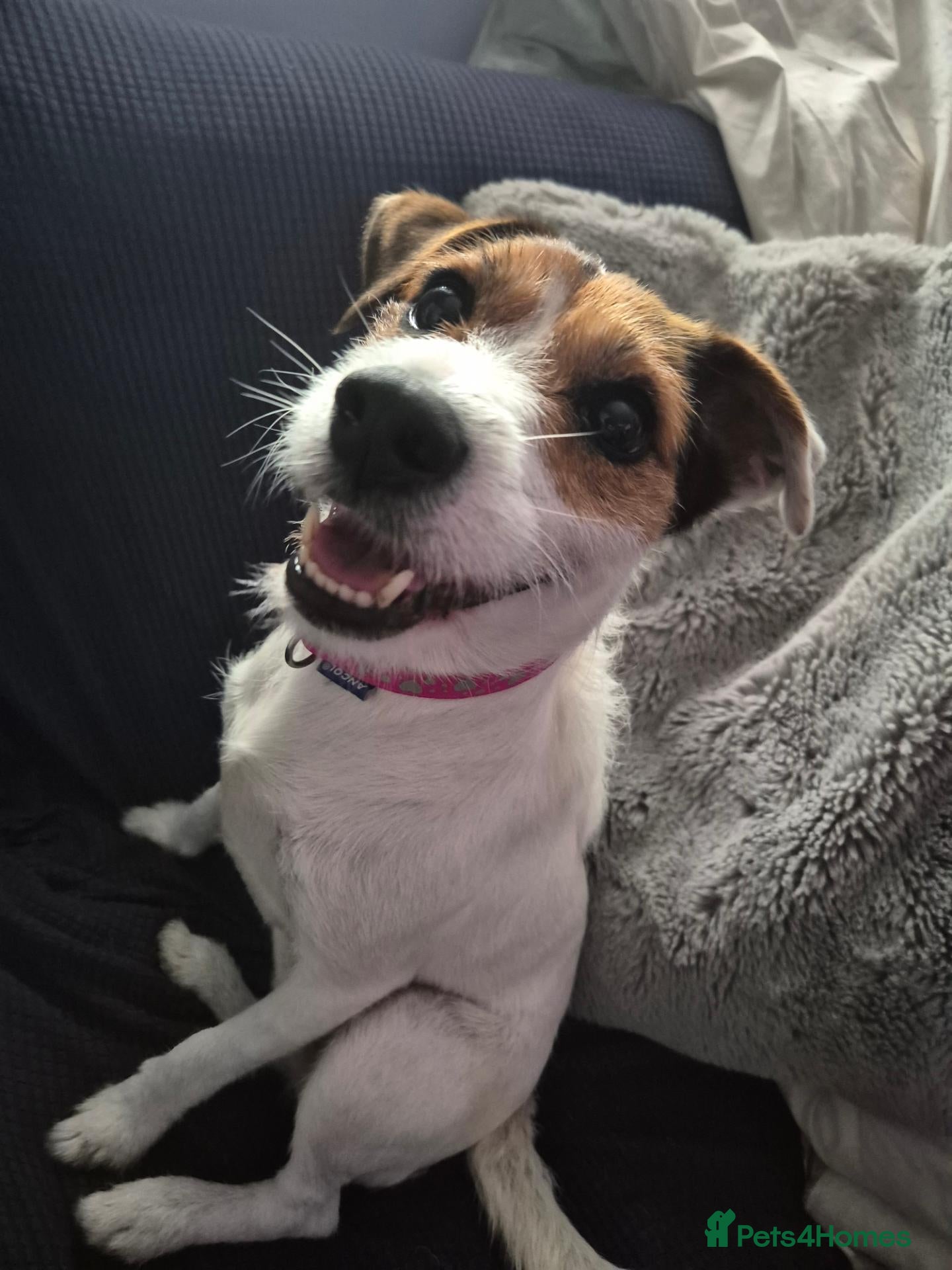 Jack Russell dogs Penny  - Advert 7
