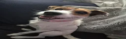 Jack Russell dogs for sale: Penny  in Swindon - Advert 1
