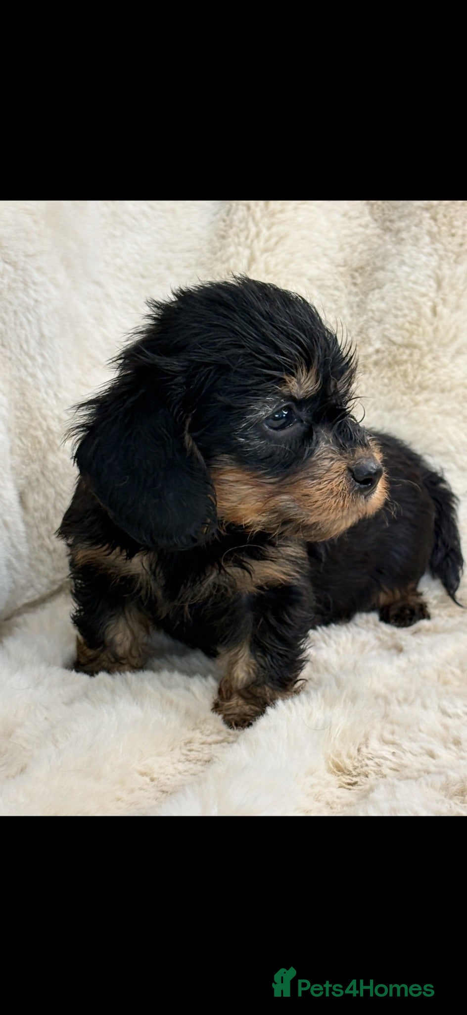 Mixed Breed dogs Gorgeous fluffy Daxi cross puppies  - Advert 2