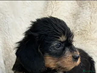 Mixed Breed dogs Gorgeous fluffy Daxi cross puppies - Advert 2