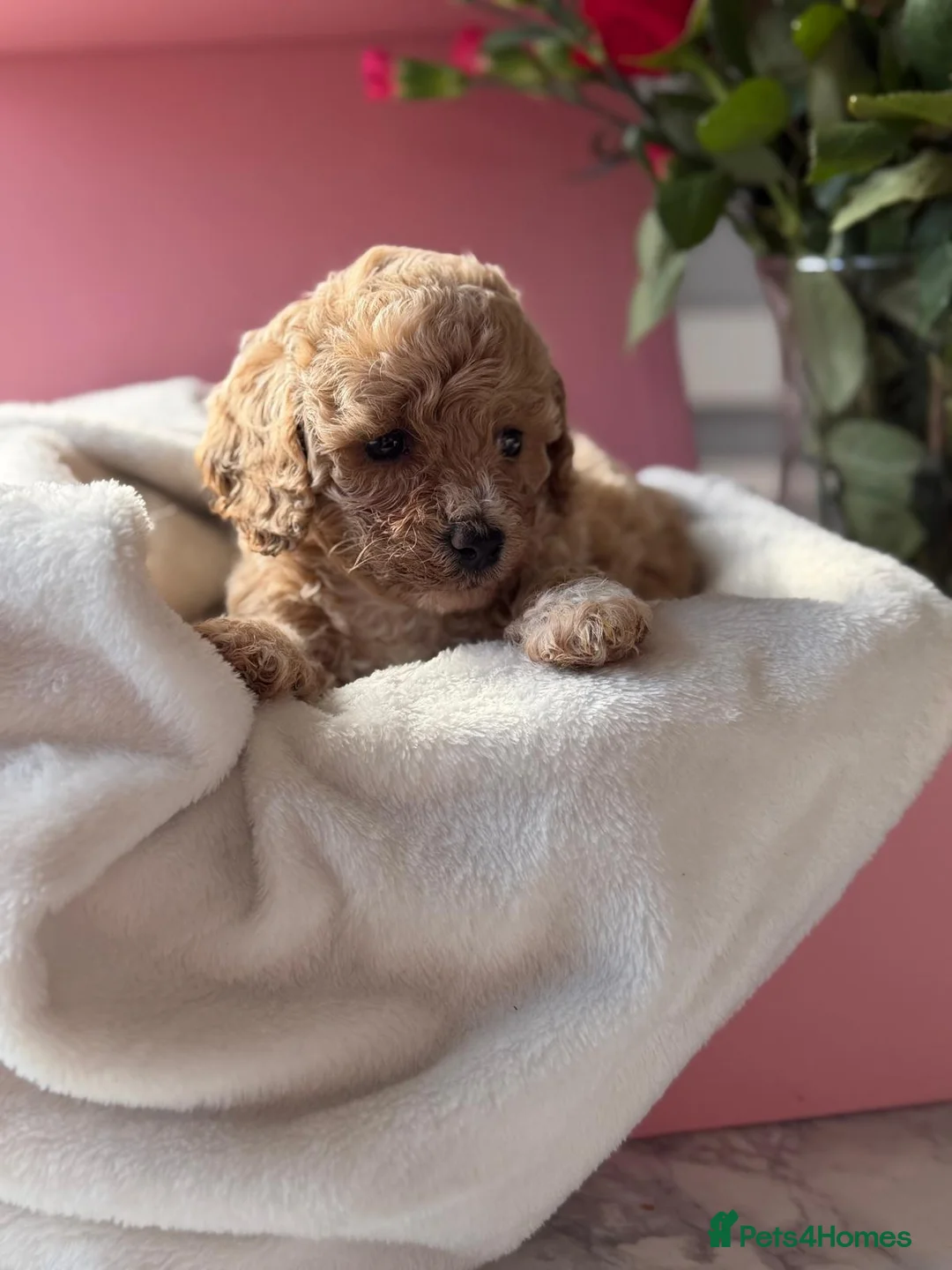 Poochon dogs for sale: Poochon puppies 🩷🩵🐩 - Advert 7