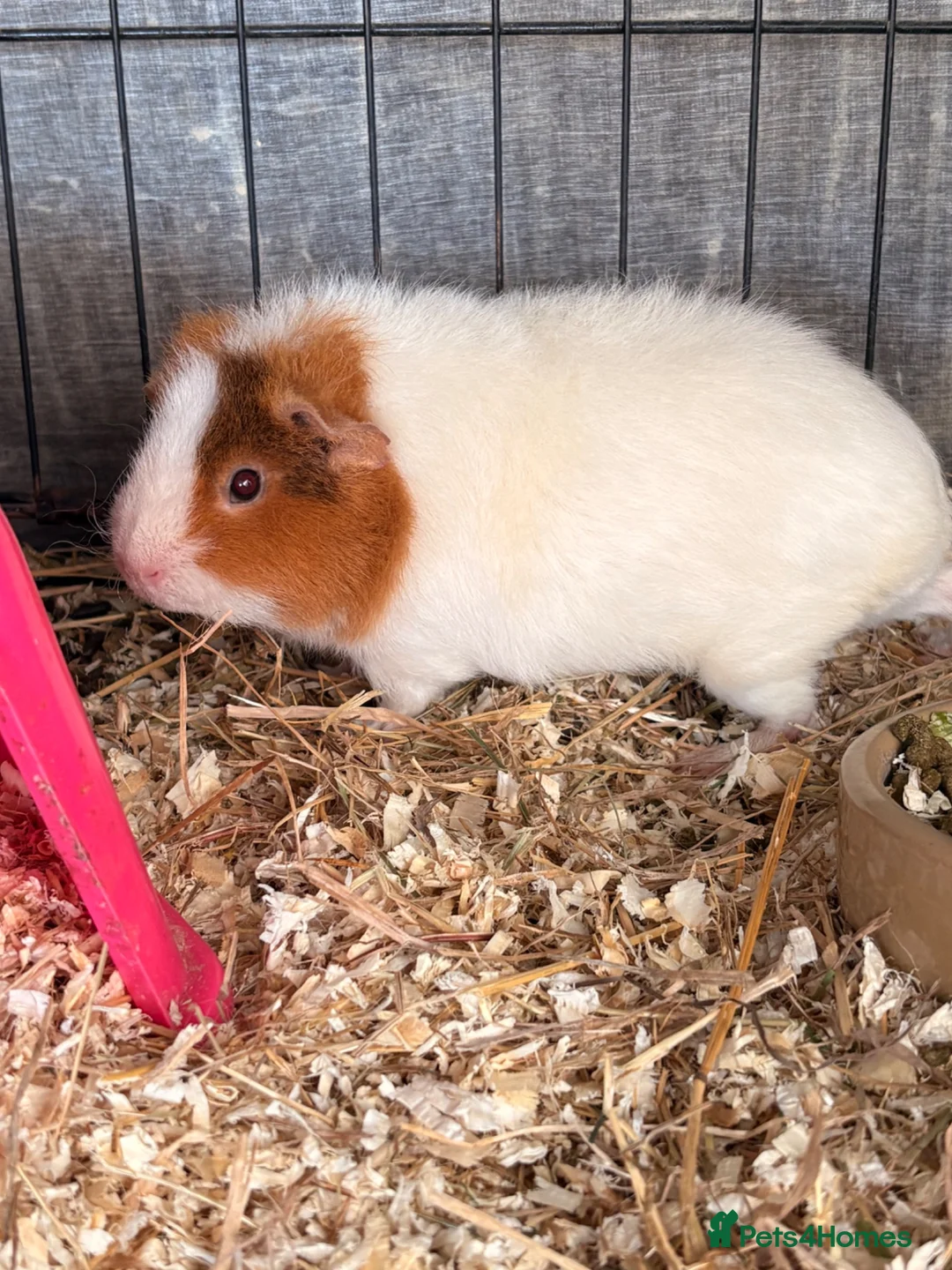 Guinea Pig rodents for sale: Blossom- Female piggy looking for a home  - Advert 2