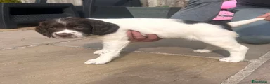English Springer Spaniel Puppy 2