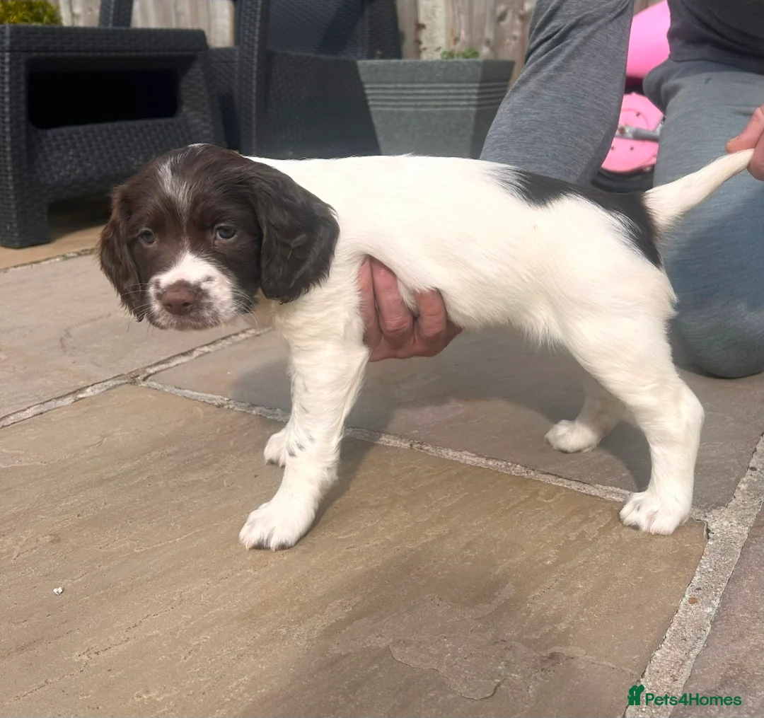 English Springer Spaniel dogs for sale: Kc registered working Springer Spaniel  - Advert 17