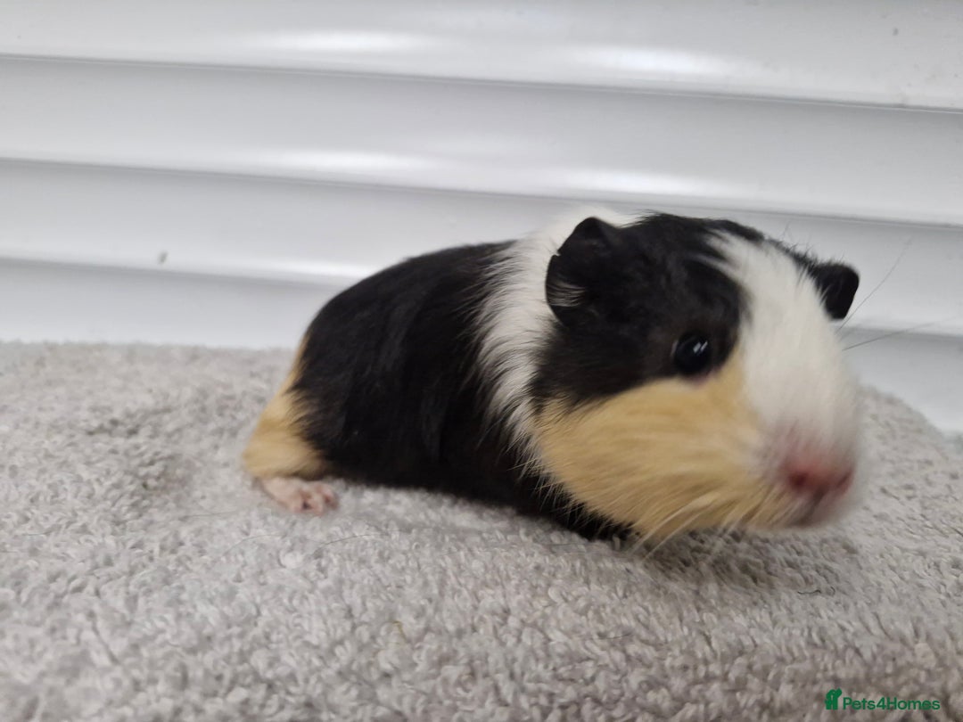 Guinea Pig rodents for sale: Female baby guinea pigs - Ready to leave - Image 6