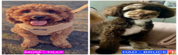 Cavapoo dogs for sale: F1b Cavapoo - Advert 2